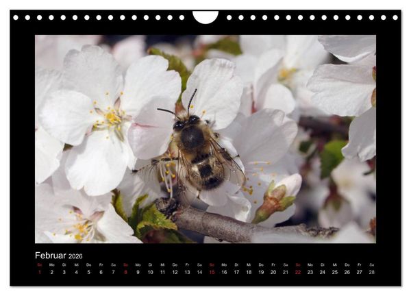 Produktbild: Die Wildbienen Deutschlands (Wandkalender 2026 DIN A4 quer), CALVENDO Monatskalender