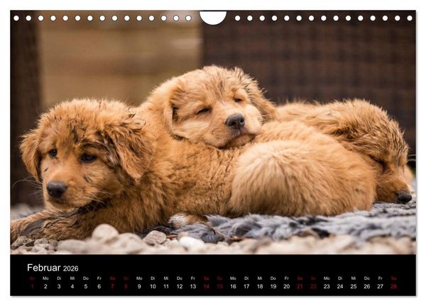 Produktbild: Toller - Nova Scotia Duck Tolling Retriever (Wandkalender 2026 DIN A4 quer), CALVENDO Monatskalender