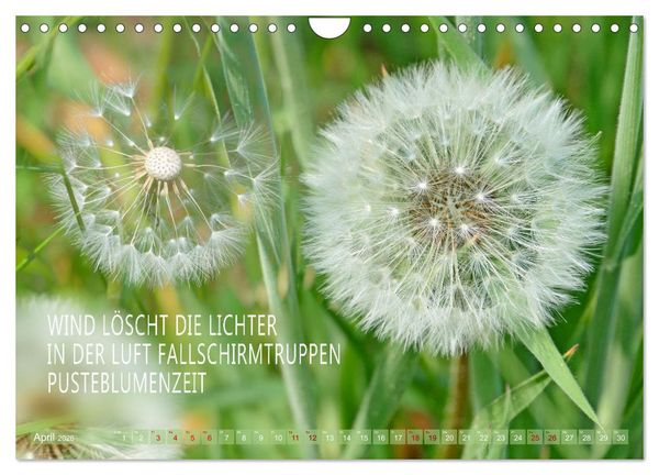 Produktbild: Haiku Poesie in Wort und Bild (Wandkalender 2026 DIN A4 quer), CALVENDO Monatskalender