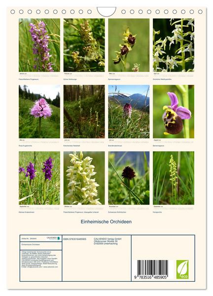 Produktbild: Einheimische Orchideen (Wandkalender 2026 DIN A4 hoch), CALVENDO Monatskalender