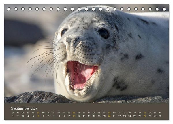 Produktbild: Robben auf der Helgol&auml;nder D&uuml;ne (Tischkalender 2026 DIN A5 quer), CALVENDO Monatskalender