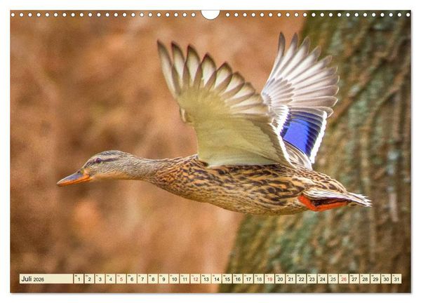 Produktbild: Enten. Beliebt, h&uuml;bsch und imposant (Wandkalender 2026 DIN A3 quer), CALVENDO Monatskalender