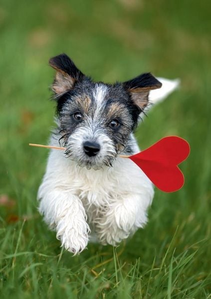 Produktbild: Postkartenblock Lustige Tiere