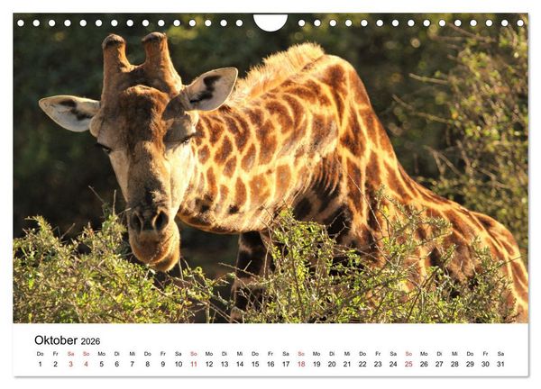 Produktbild: S&uuml;dafrika - Eine beeindruckende Tierwelt (Wandkalender 2026 DIN A4 quer), CALVENDO Monatskalender