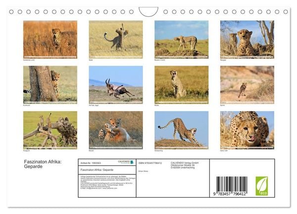 Produktbild: Faszinaton Afrika: Geparde (Wandkalender 2026 DIN A4 quer), CALVENDO Monatskalender