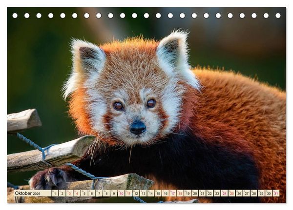 Produktbild: Kleiner Panda (Tischkalender 2026 DIN A5 quer), CALVENDO Monatskalender