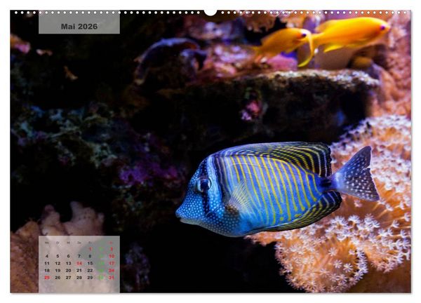 Produktbild: UNTER WASSER Riffaquaristik (hochwertiger Premium Wandkalender 2026 DIN A2 quer), Kunstdruck in Hochglanz