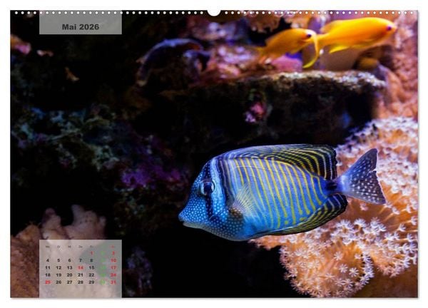 Produktbild: UNTER WASSER Riffaquaristik (Wandkalender 2026 DIN A2 quer), CALVENDO Monatskalender