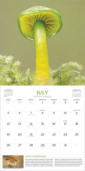 Produktbild: The Magical World of Mushrooms Wall Calendar 2026