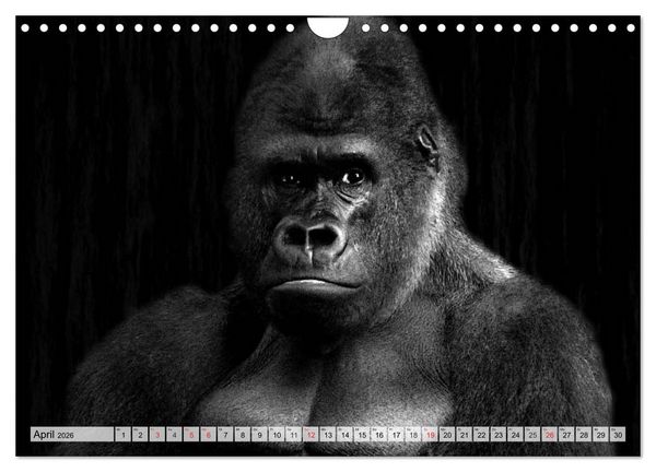 Produktbild: Wilde Tiere in schwarz-wei&szlig; (Wandkalender 2026 DIN A4 quer), CALVENDO Monatskalender