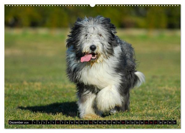 Produktbild: Liebenswerter Clown Bearded Collie (Wandkalender 2026 DIN A2 quer), CALVENDO Monatskalender