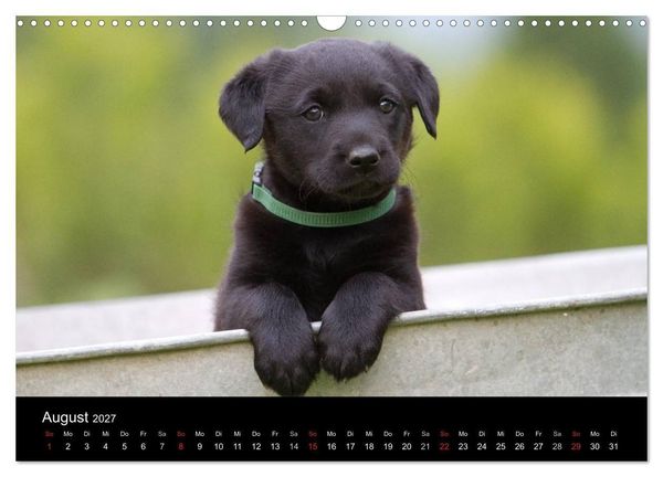 Produktbild: Hundewelpen (Wandkalender 2027 DIN A3 quer), CALVENDO Monatskalender