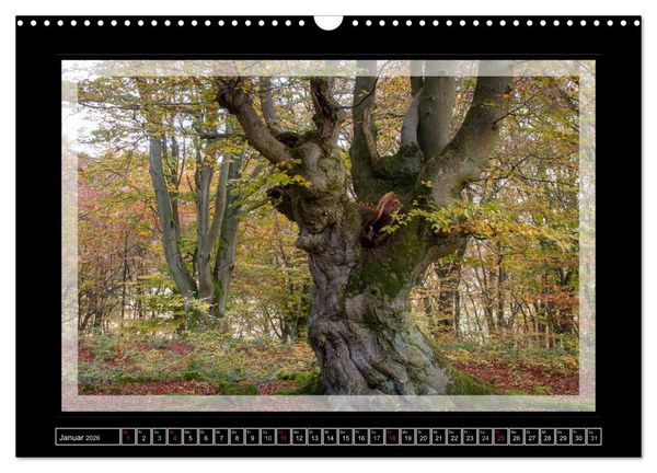Produktbild: Zauberwald HALLOH (Wandkalender 2026 DIN A3 quer), CALVENDO Monatskalender
