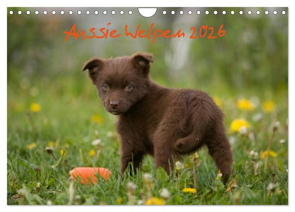 Produktbild: Aussie Welpen 2026 (Wandkalender 2026 DIN A4 quer), CALVENDO Monatskalender