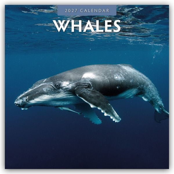 Produktbild: Whales &ndash; Wale 2027 &ndash; 16-Monatskalender