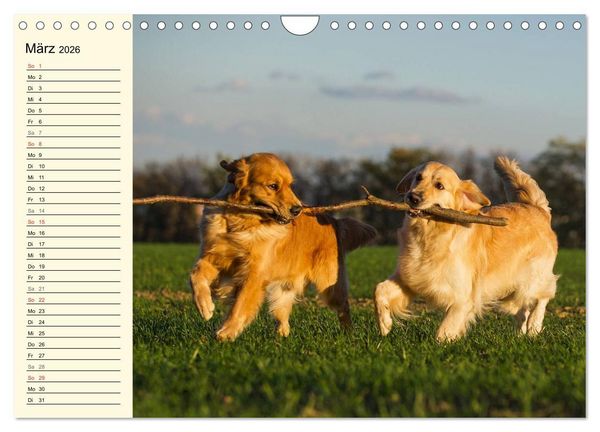 Produktbild: Das Gl&uuml;ck hat einen Namen - Golden Retriever (Wandkalender 2026 DIN A4 quer), CALVENDO Monatskalender