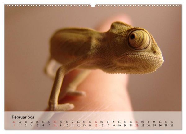 Produktbild: Kleine Reptilien (Wandkalender 2026 DIN A2 quer), CALVENDO Monatskalender