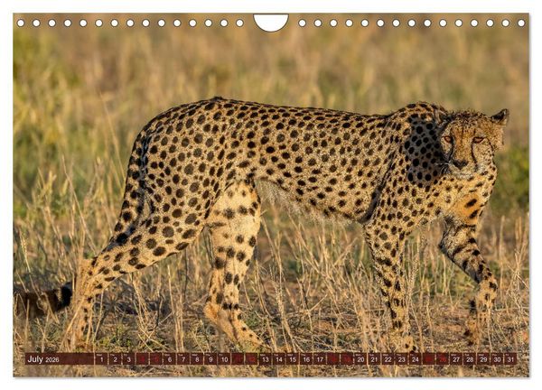 Produktbild: Amazing Cheetahs (Wall Calendar 2026 DIN A4 landscape), CALVENDO 12 Month Wall Calendar