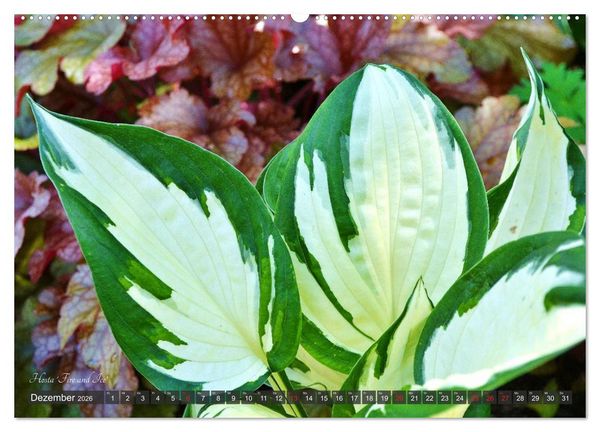 Produktbild: Hosta Staude mit Herz (hochwertiger Premium Wandkalender 2026 DIN A2 quer), Kunstdruck in Hochglanz