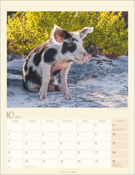 Produktbild: Schweinchen Kalender 2027