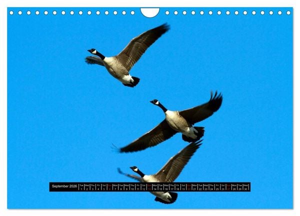 Produktbild: CANADA GOOSE / UK-Version (Wall Calendar 2026 DIN A4 landscape), CALVENDO 12 Month Wall Calendar