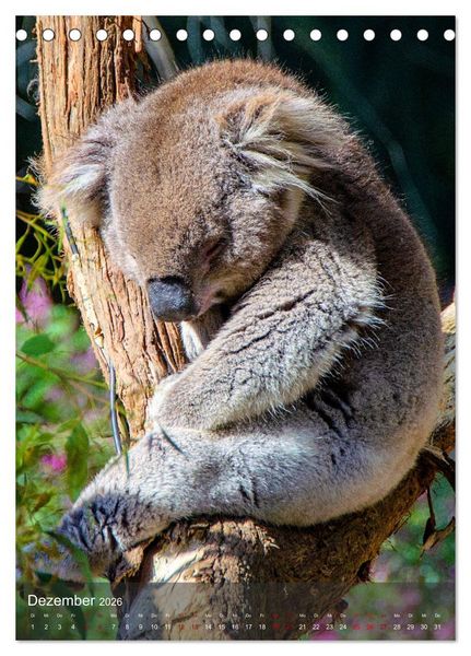 Produktbild: Koalas auf den Pelz ger&uuml;ckt (Tischkalender 2026 DIN A5 hoch), CALVENDO Monatskalender