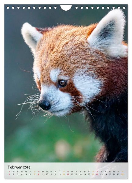 Produktbild: Roter Panda (Wandkalender 2026 DIN A4 hoch), CALVENDO Monatskalender