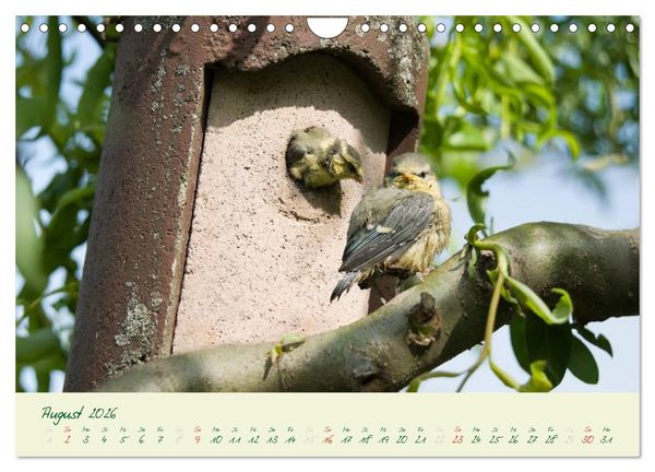 Produktbild: Elternzeit - das Familienleben der Blaumeisen (Wandkalender 2026 DIN A4 quer), CALVENDO Monatskalender