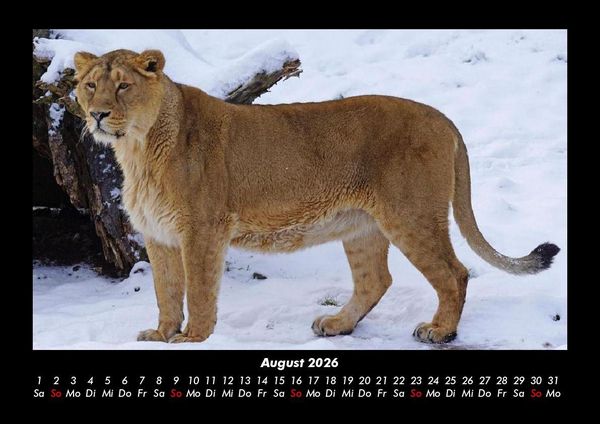 Produktbild: L&ouml;wen in der Wildnis 2026 Fotokalender DIN A3