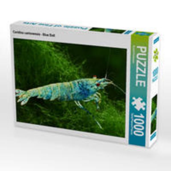 CALVENDO Puzzle Caridina cantonensis - Blue Bolt | 1000 Teile Lege-Größe 64x48cm Foto-Puzzle für glückliche Stunden