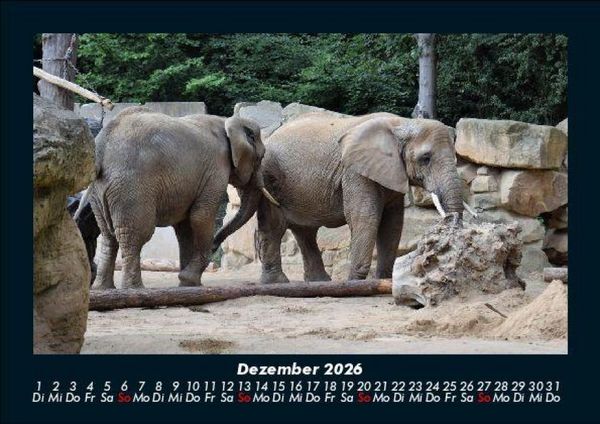 Produktbild: Der Elefantenkalender 2026 Fotokalender DIN A5