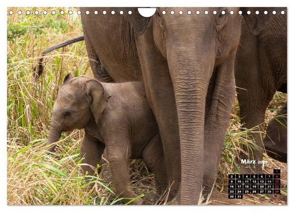 Produktbild: Bedrohte Riesen - Elefanten in Sri Lanka (Wandkalender 2026 DIN A4 quer), CALVENDO Monatskalender