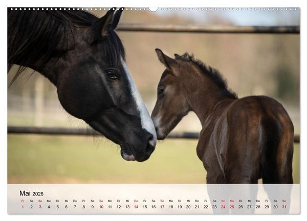 Produktbild: Pferde 2026 Kraft und Anmut (hochwertiger Premium Wandkalender 2026 DIN A2 quer), Kunstdruck in Hochglanz