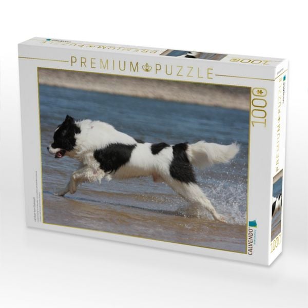 Produktbild: CALVENDO Puzzle Landseer beim Badespa&szlig; | 1000 Teile Lege-Gr&ouml;&szlig;e 64x48cm Foto-Puzzle f&uuml;r gl&uuml;ckliche Stunden