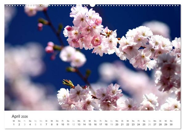Produktbild: Kirschbl&uuml;tentraum (hochwertiger Premium Wandkalender 2026 DIN A2 quer), Kunstdruck in Hochglanz