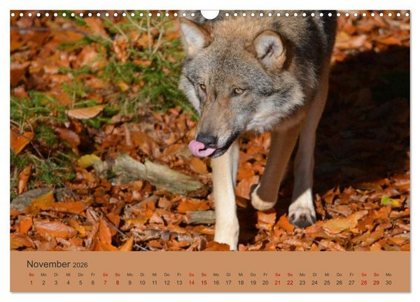 Produktbild: Begegnungen DER WOLF (Wandkalender 2026 DIN A3 quer), CALVENDO Monatskalender