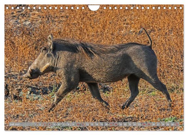 Produktbild: Unbekanntes Paradies Sambia (Wandkalender 2027 DIN A4 quer), CALVENDO Monatskalender