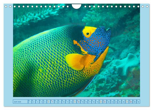 Produktbild: Portrait: Meeresfische (Wandkalender 2026 DIN A4 quer), CALVENDO Monatskalender