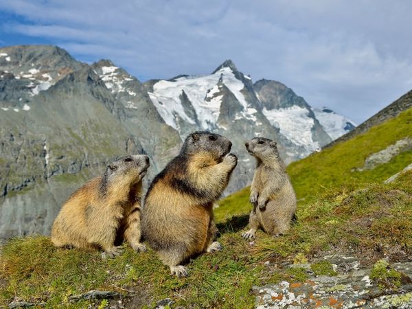 Produktbild: Ein Motiv aus dem Kalender Murmeltiere (Puzzle)