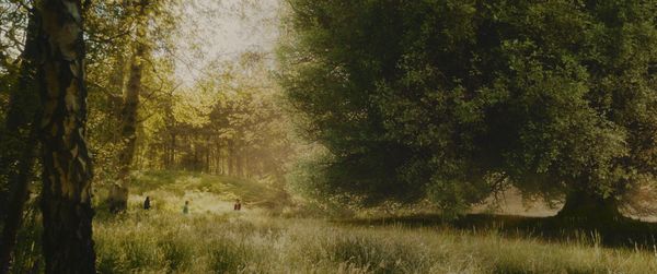 Produktbild: Der Wunderweltenbaum