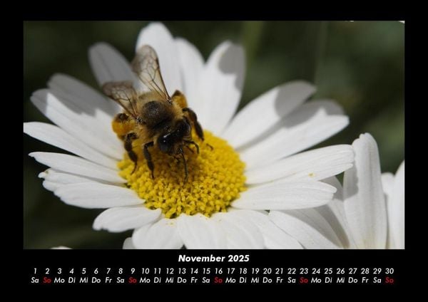 Produktbild: Bienen 2025 Fotokalender DIN A3