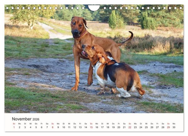 Produktbild: Rhodesian Ridgeback Sch&ouml;nheit aus Afrika (Wandkalender 2026 DIN A4 quer), CALVENDO Monatskalender