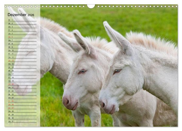 Produktbild: Esel. H&uuml;bsch, klug und flei&szlig;ig (Wandkalender 2026 DIN A3 quer), CALVENDO Monatskalender