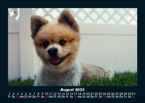 Produktbild: Hunde 2025 Fotokalender DIN A5