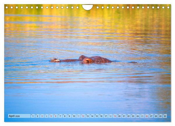 Produktbild: Eswatini - K&ouml;nigreich im s&uuml;dlichen Afrika (Wandkalender 2026 DIN A4 quer), CALVENDO Monatskalender