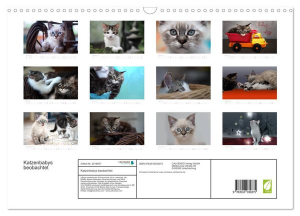 Produktbild: Katzenbabys beobachtet (Wandkalender 2026 DIN A3 quer), CALVENDO Monatskalender