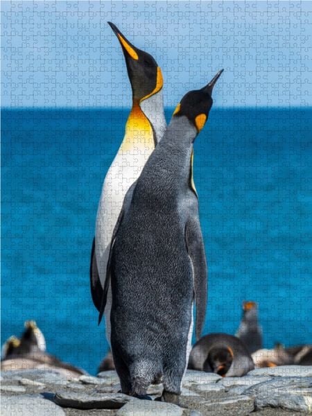 Produktbild: CALVENDO Puzzle Den Himmel suchende Pinguine | 1000 Teile Lege-Gr&ouml;&szlig;e 64x48cm Foto-Puzzle f&uuml;r gl&uuml;ckliche Stunden