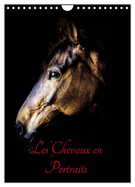 Produktbild: Chevaux en Portraits (Calendrier mural 2026 DIN A4 horizontal), CALVENDO calendrier mensuel