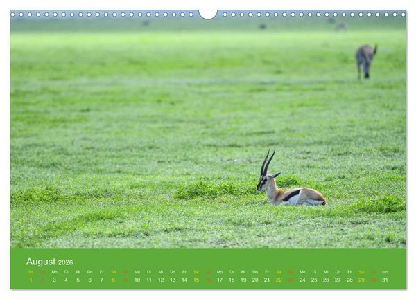 Produktbild: Antilopen, sch&ouml;n und schnell (Wandkalender 2026 DIN A3 quer), CALVENDO Monatskalender