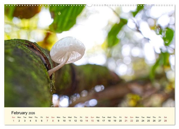 Produktbild: Whispers Beneath the Forest's Moss Mushrooms (Wall Calendar 2026 DIN A2 landscape), CALVENDO 12 Month Wall Calendar